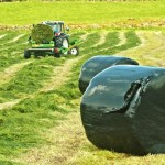good quality silage